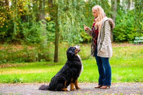 Dog Training Tips How To Teach A Dog To Sit Ultimate Pet Nutrition
