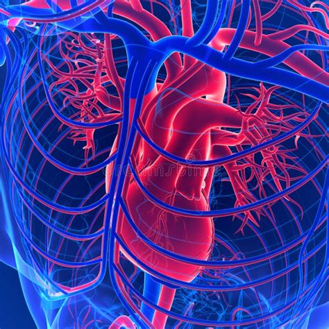3d Illustration Of Human Circulatory System Anatomy Heart Stock