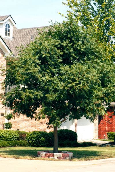 A Large Tree In Front Of A House On A Sunny Day With No One Around It