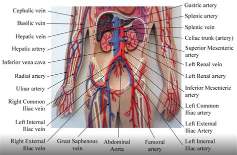 Pin On Anatomy And Physiology Models