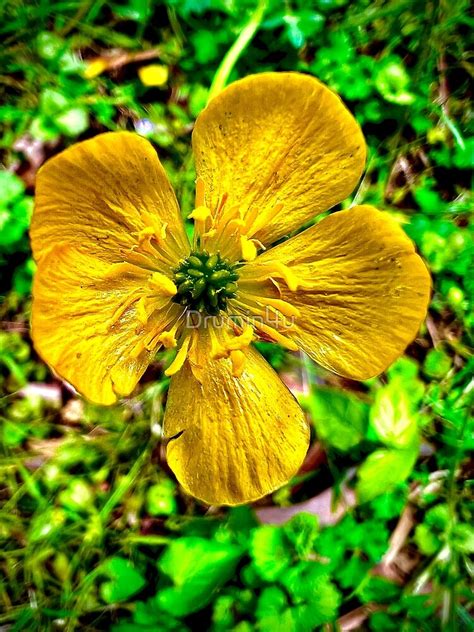 Buttercup Poster For Sale By Drumin4u Redbubble