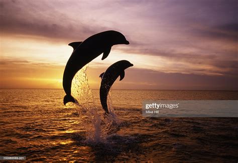 Silhouettes Of Two Bottle Nosed Dolphins Jumping From Sea