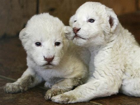Baby White Lion Pictures 2013 Wallpapers