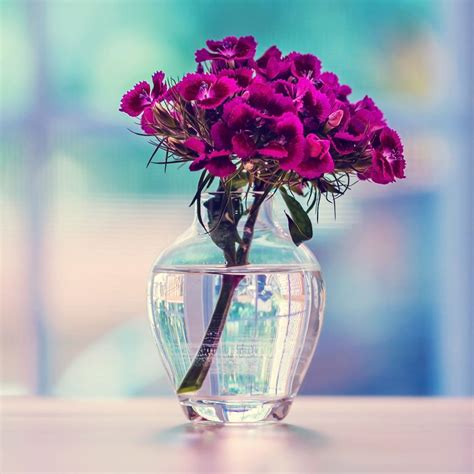 Purple Carnation In A Vase Flower Ipad Wallpapers Free Download