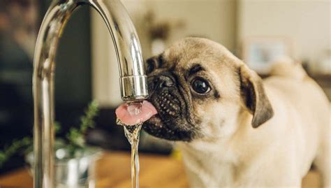 10 Reasons Your Dog Drinking A Lot Of Water