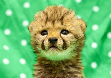 Cheetah Cub Cheetah Photo 37678482 Fanpop