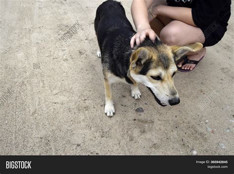Your job as a space colony manager is to explore and populate distant planets. Dog Costs On Earth. Image & Photo (Free Trial) | Bigstock