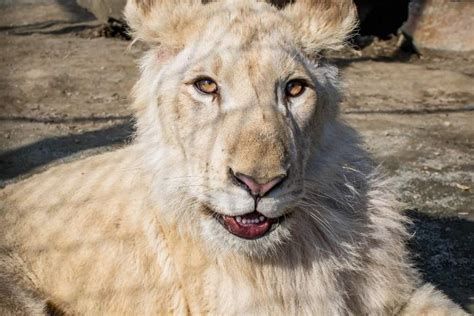 White Lions Plumpton Park Zoo