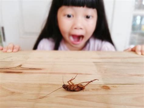 how to get rid of roaches and ants in the kitchen hgtv