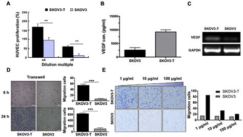 Vegf Is Upregulated In Skov3‑t Cells And Anti‑vegf Antibody Avastin