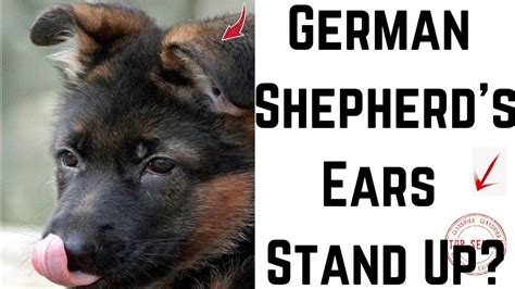 When Does A German Shepherd Puppies Ears Stand Up