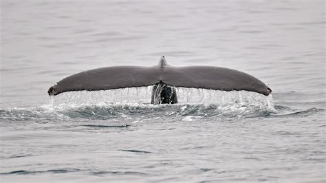 Japan To Resume Commercial Whaling After Iwc Withdrawal