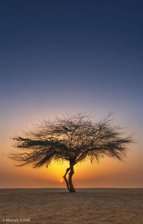 ~~sunset ~ Lone Tree Manama Bahrain By Mustafa