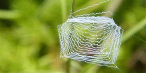 Spinning Recombinant Spider Silk The Scientist Magazine®
