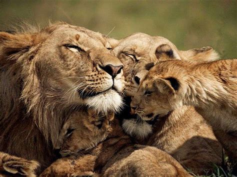 lions love  family  lion desktop wallpaper hd  wallpaperscom