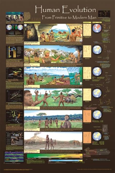 Laminated Human Evolution Poster 24x36 Development And Culture Chart