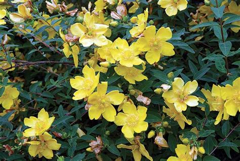 Hypericum hidcote (foto), sempreverde o semisempreverde, con fioritura a profusione. Piante infestanti | Elenco, caratteristiche e rimedi ...