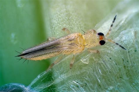 Invasive Pest Thrips Parvispinus Karny Thysanoptera Thripidae