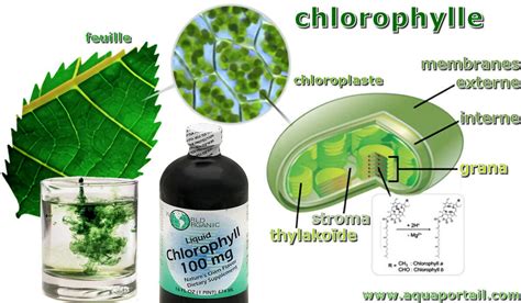 Chlorophylle D Finition Et Explications