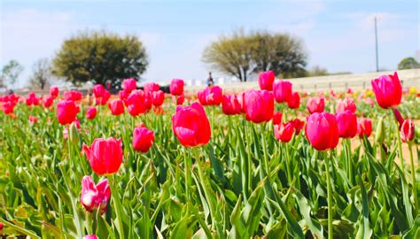 Visit The Pilot Point Texas Tulips Pick Your Own Tulips 2023 Life On