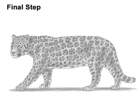 First define the shape of the jaguar's hairy head, which can be generated by some curved lines and serrated lines. How to Draw a Jaguar VIDEO & Step-by-Step Pictures