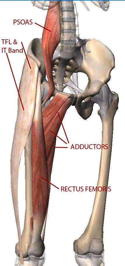 Muscle injuries may also occur due to prolonged improper posture, such as a forward flexed posture, which stretches out the back muscles. Gluteal and Psoas Relationship for Yogis | Love Yoga Anatomy