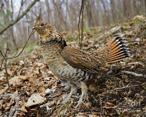Hillside Ruffed Grouse Photograph By Timothy Flanigan Pixels