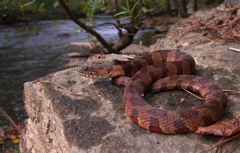 Check spelling or type a new query. Northern Watersnake