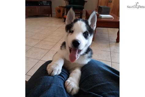 4 how much to feed your husky. Patches: Siberian Husky puppy for sale near Columbia ...