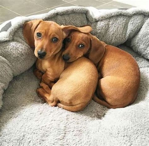 View gumtree free online classified ads for dachshund puppies and more in south africa. 17 Smiling Dachshunds Put a Smile on Your Face