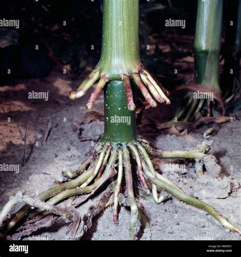 Brace Roots Maize Zea Mays Poaceae Stock Photo Alamy