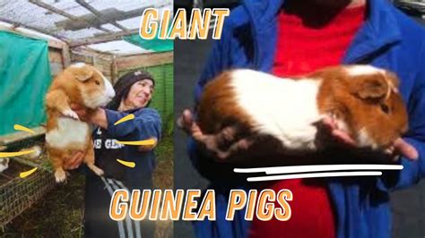 All About Giant Guinea Pigs Cuy Criollo Youtube