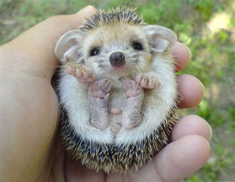 This is really a big question! Moms Eat Cold Food: Baby Hedgehog Tutorial