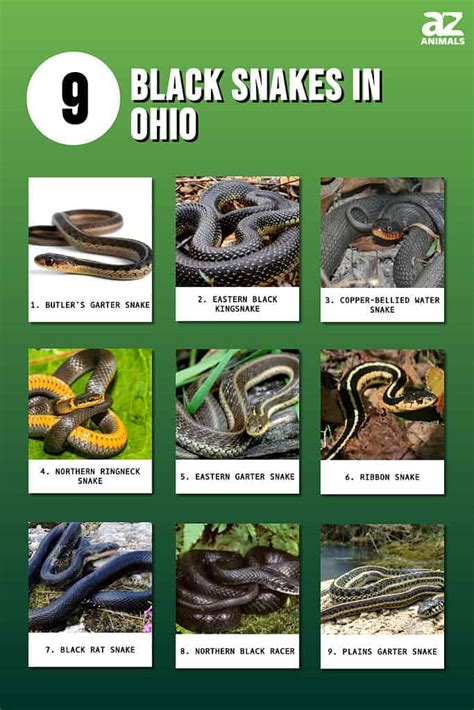 9 Black Snakes In Ohio Not One Is Venomous A Z Animals