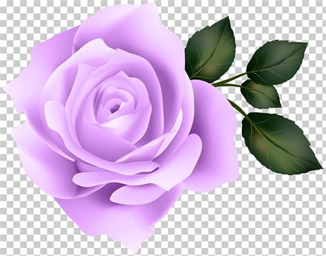 a purple rose clipart 10 free cliparts download images on clipground 2024