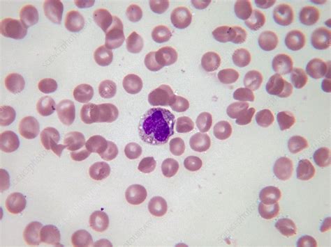 Monocyte Lm Stock Image C0435224 Science Photo Library