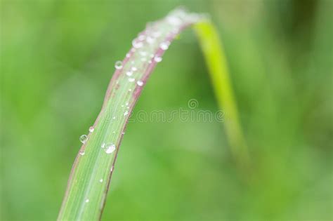 Fresh Grass With Dew Drops Close Up Stock Photo Image Of Ecology