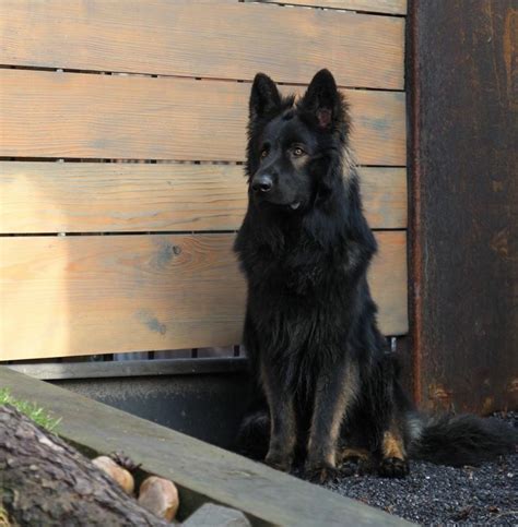Black Sable Long Coat Gsd German Shepherd Dogs German Shepard
