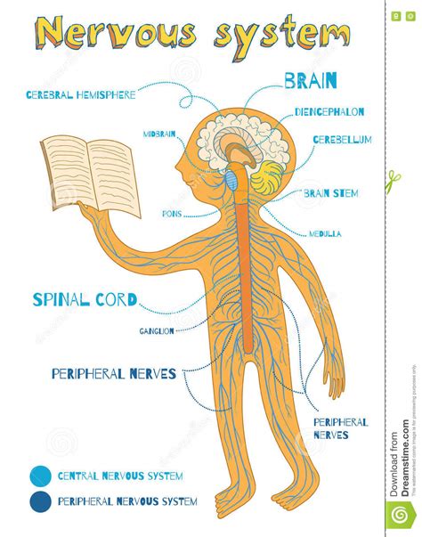 The central nervous system (cns) is the largest part of the nervous system. Vector Cartoon Illustration Of Human Nervous System For ...