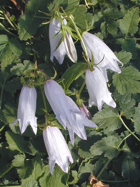 Campanula Burghaltii Cotswold Garden Flowers