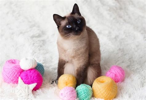 Chocolate Point Vs Seal Point Siamese Cat Breed Whats The Difference