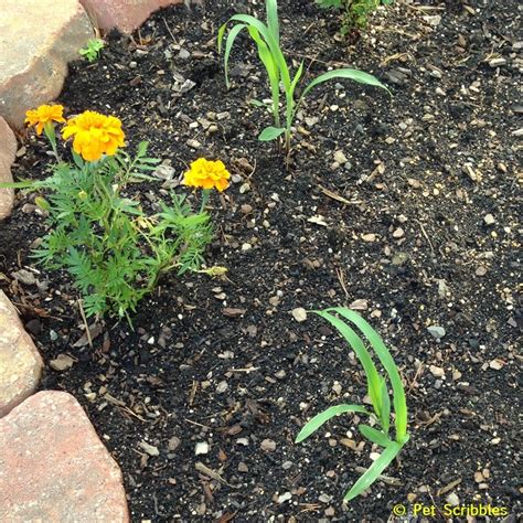 Marigolds In The Vegetable Garden A Six Week Update Live Creatively