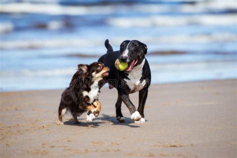 Two Dogs Playing Together On A Beach Stock Image Image Of Canine