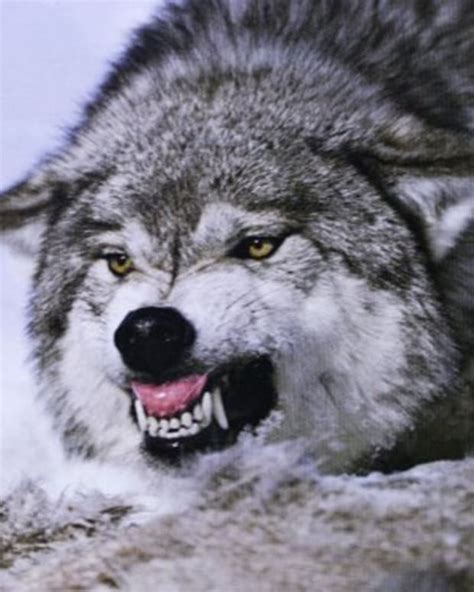 Wolves 101 Habitat Diet Communication And Conservation Owlcation