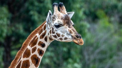 Sydney Zoo Reveals The Cause Of Death Of Gigi The Giraffe Daily Telegraph