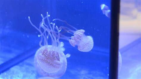 Jellyfish Aquarium For Your Office Jellyfish Aquarium Aquarium Pet