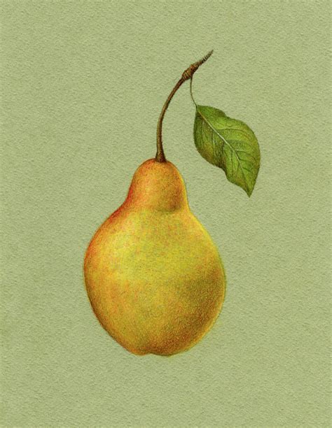 How To Draw A Pear With Colored Pencils Fruit Art Drawings Soft Pastel Art Colored Pencils