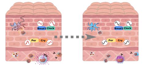 Skin And Immune Cells Crosstalk Via Circadian Regulations In Circadian