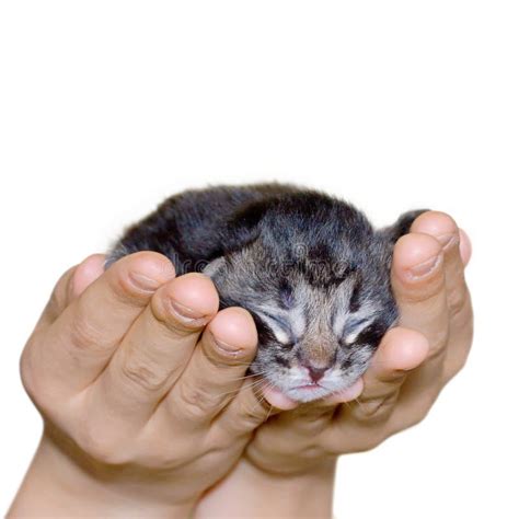 Cat In Human Hand Stock Photo Image Of Posing Portrait 6803938