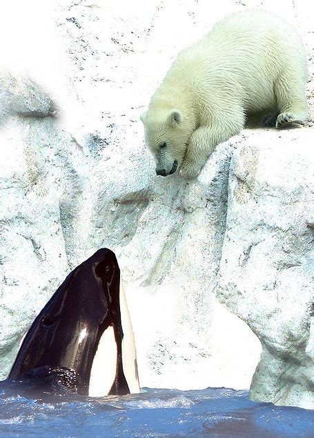 Orca And Polar Bear From Iryna Animals Wild Animals Polar Bear